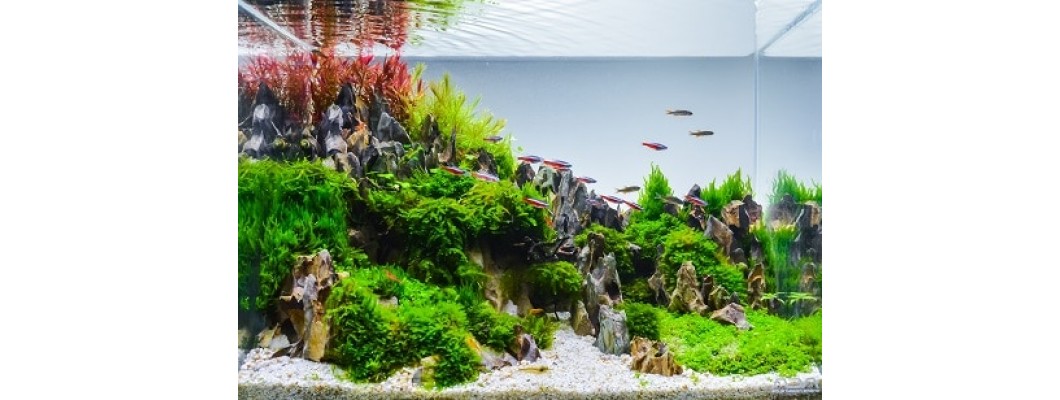 Akvaryum Kurulumu Hakkında Sıkça Sorunlan Sorular